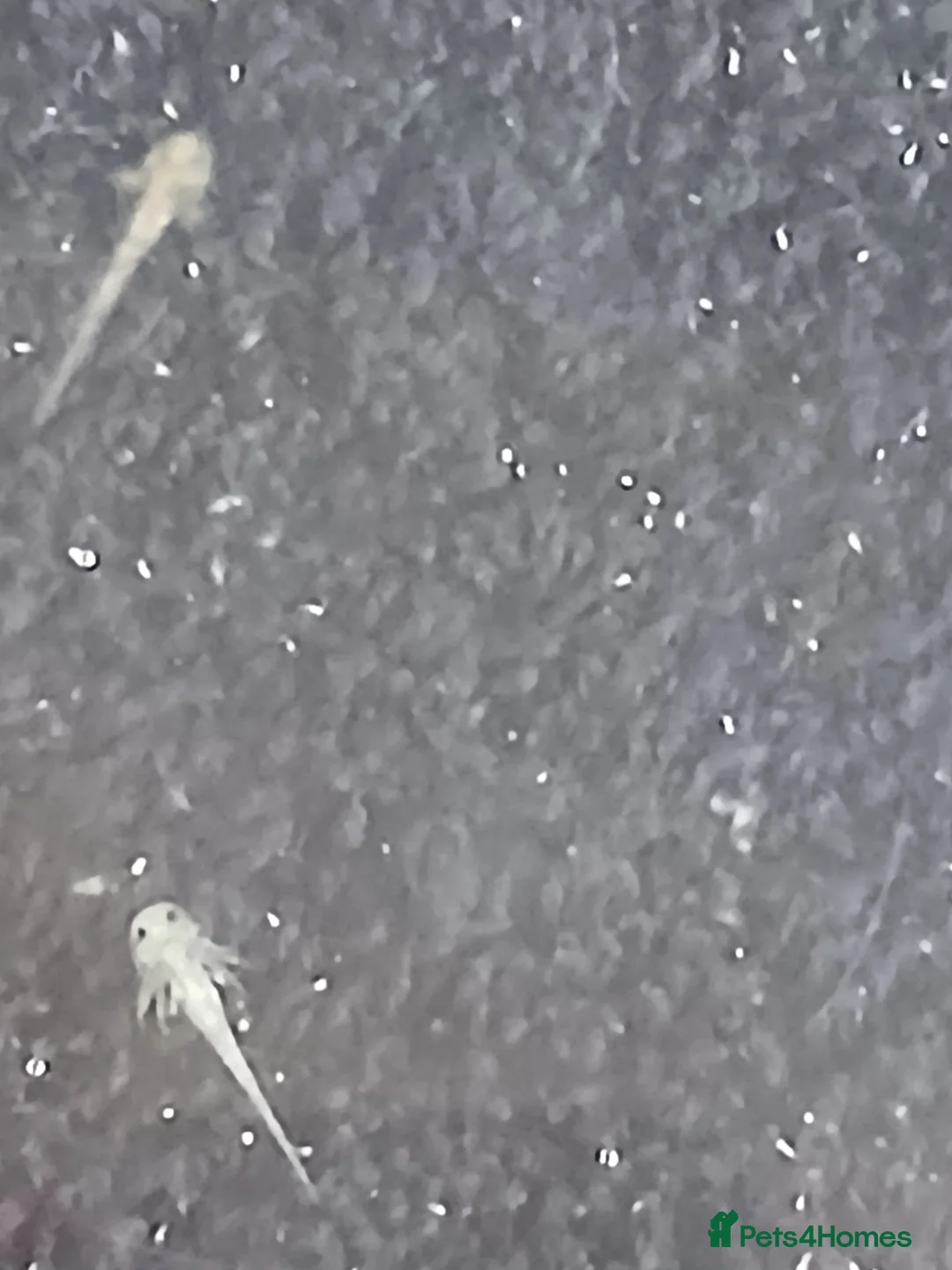 Axolotl reptiles for sale: Baby axolotls  - Advert 2