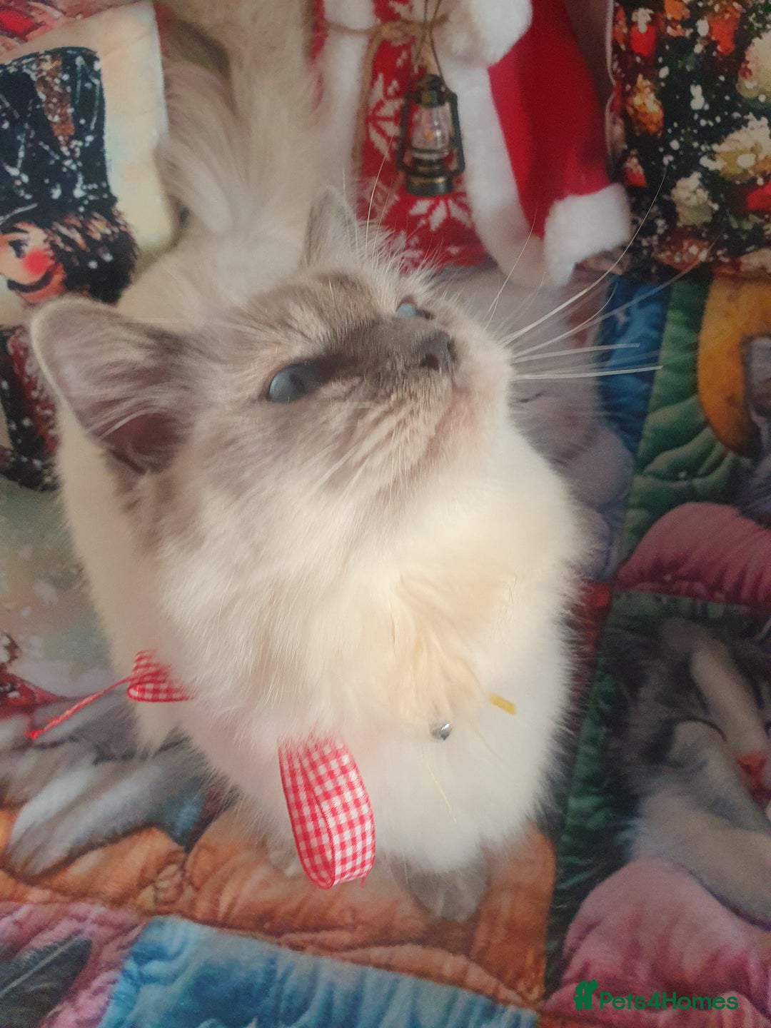 Ragdoll cats for sale: Mink & traditional Ragdolls - Advert 13