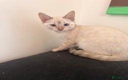 Bengal cats for sale: Blue Eyed Snow Lynx Kittens  - Image 13