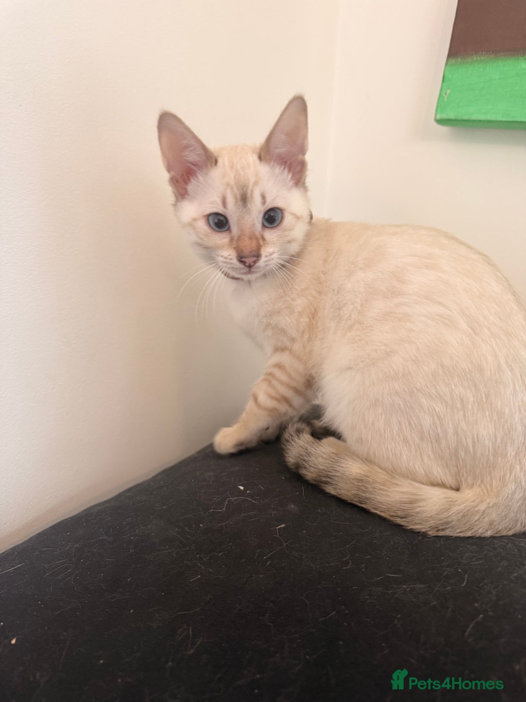 Bengal cats for sale: Blue Eyed Snow Lynx Kittens  - Image 13