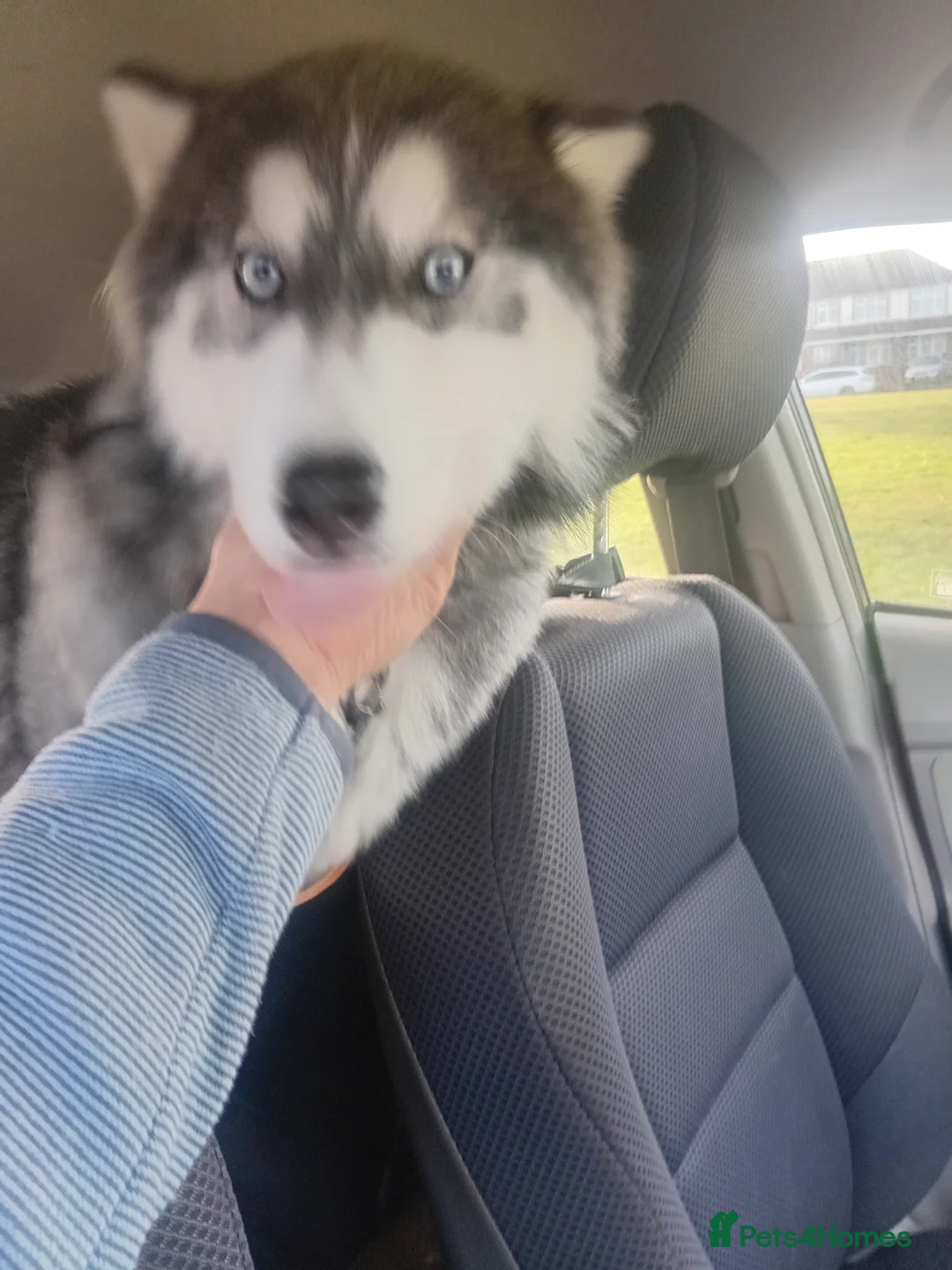 Siberian Husky dogs for sale: Serbian Husky  - Advert 3