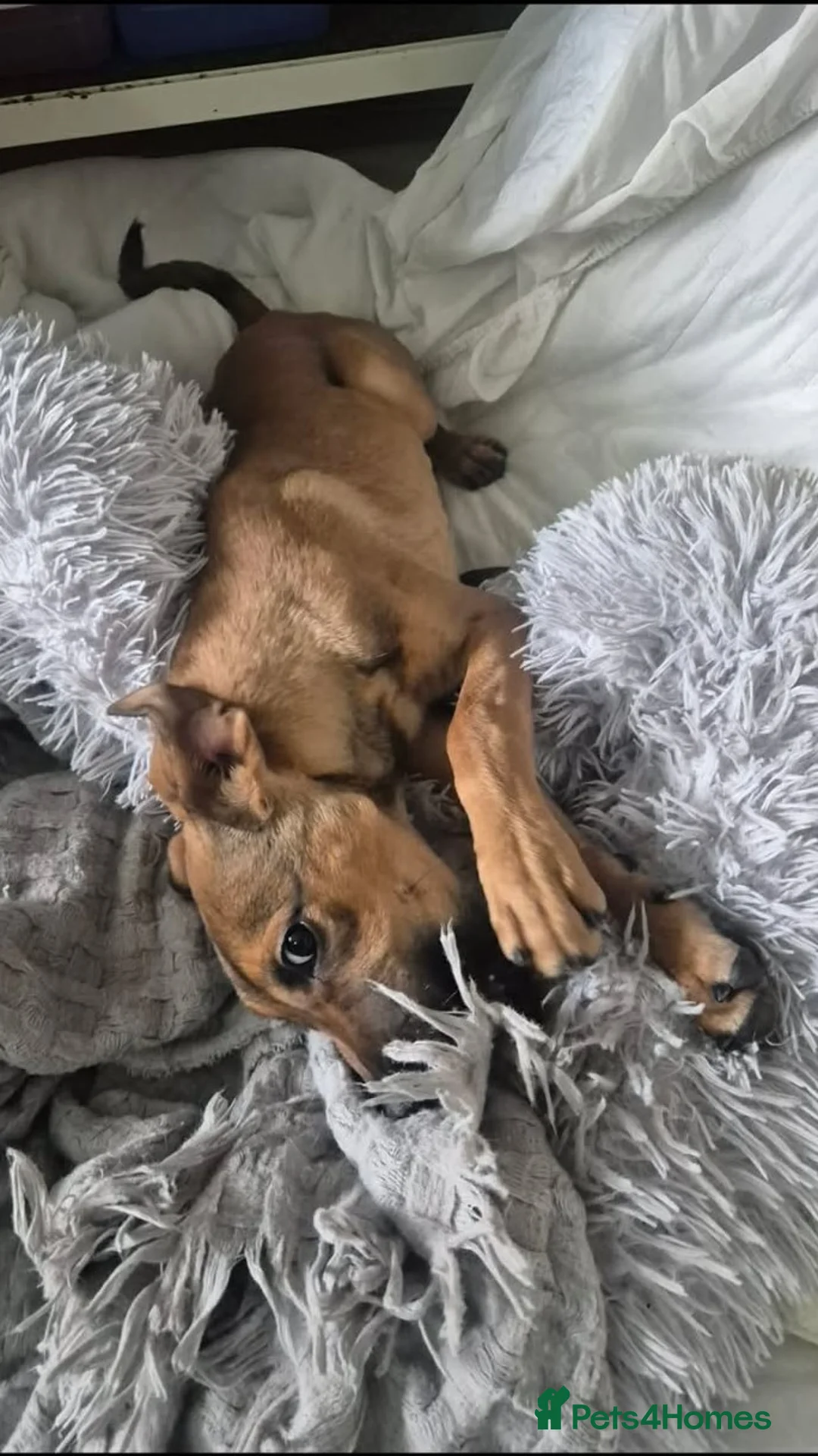 Belgian Shepherd Dog dogs for adoption: UGG - 5 Months female crossbreed - Advert 4