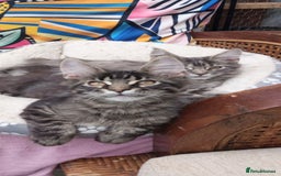 Maine Coon cats for sale: Maine coon purebred pedigre xl in Barnsley - Image 31
