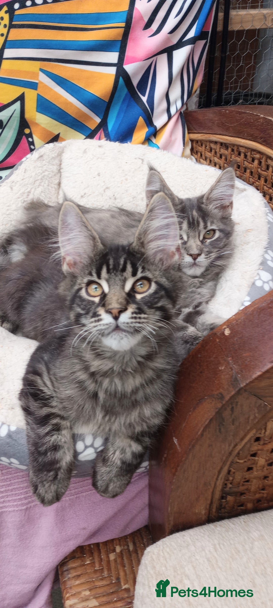 Maine Coon cats for sale: Maine coon purebred pedigre xl in Barnsley - Image 31
