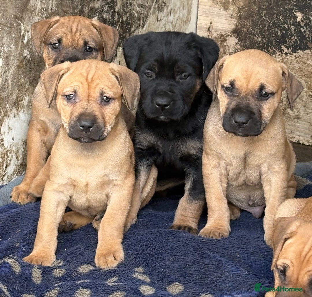 Rottweiler dogs for sale: Rottweiler × Black Mouth Cur  - Image 7