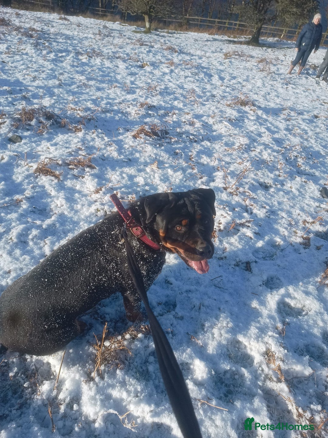 Rottweiler dogs for sale: Loving Rottweiler Bitch looking for a new home - Advert 4