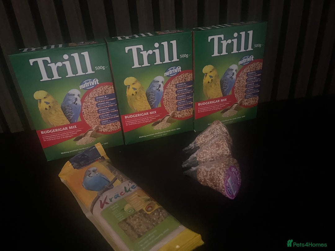 Budgerigars birds for sale: Three budgies to rehome! - Image 9