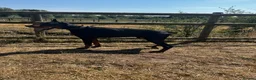 Dobermann dogs for sale: Beautiful Rescue Boy  - Advert 7