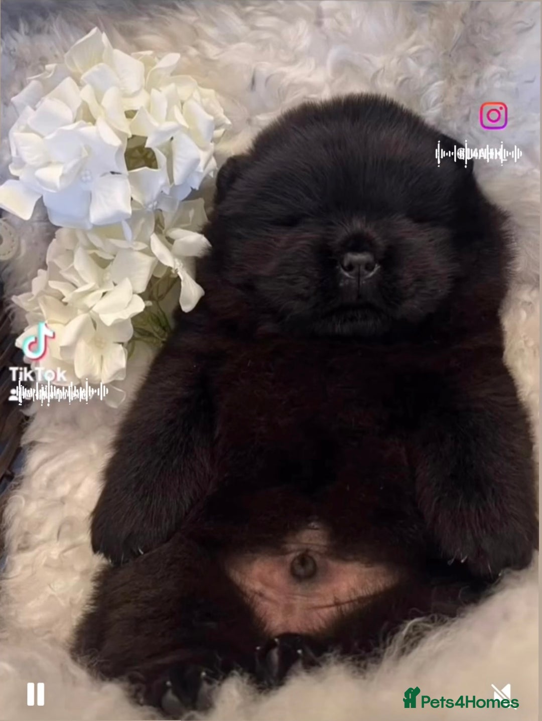 Chow Chow dogs for sale: Chow chow - Advert 3