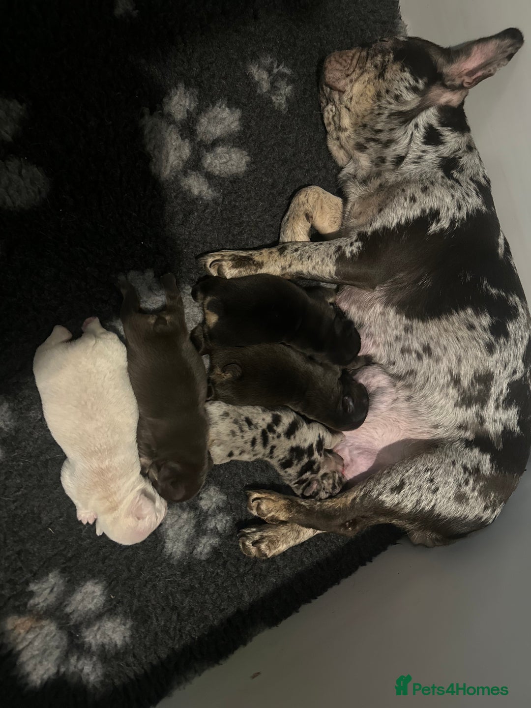 French Bulldog dogs for sale: Beautiful French Bulldog puppies  - Advert 8