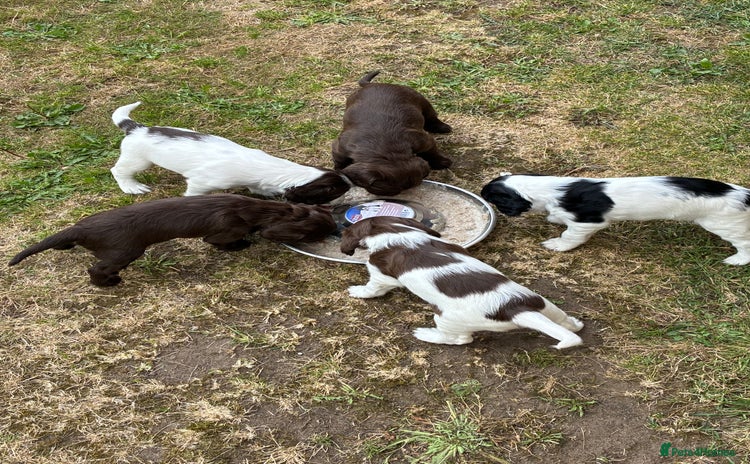 English Springer Spaniel dogs - Advert 1