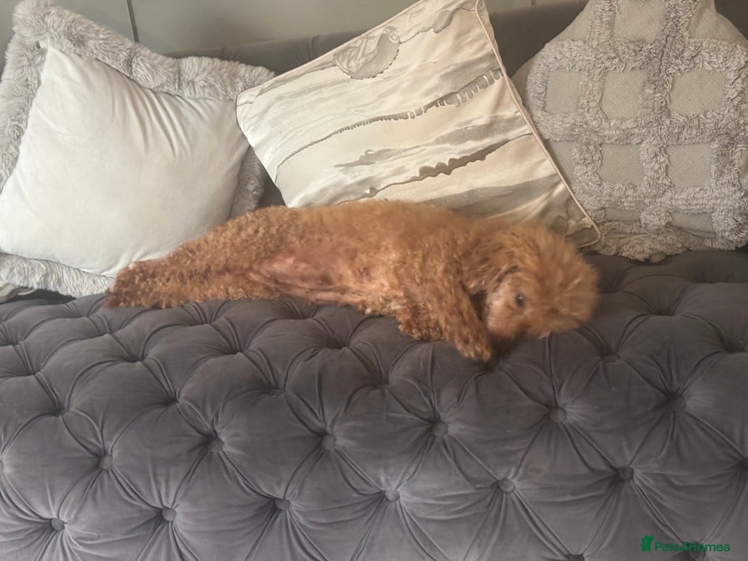 Toy Poodle dogs for sale: Kc reg Toy poodle bitch  - Image 4