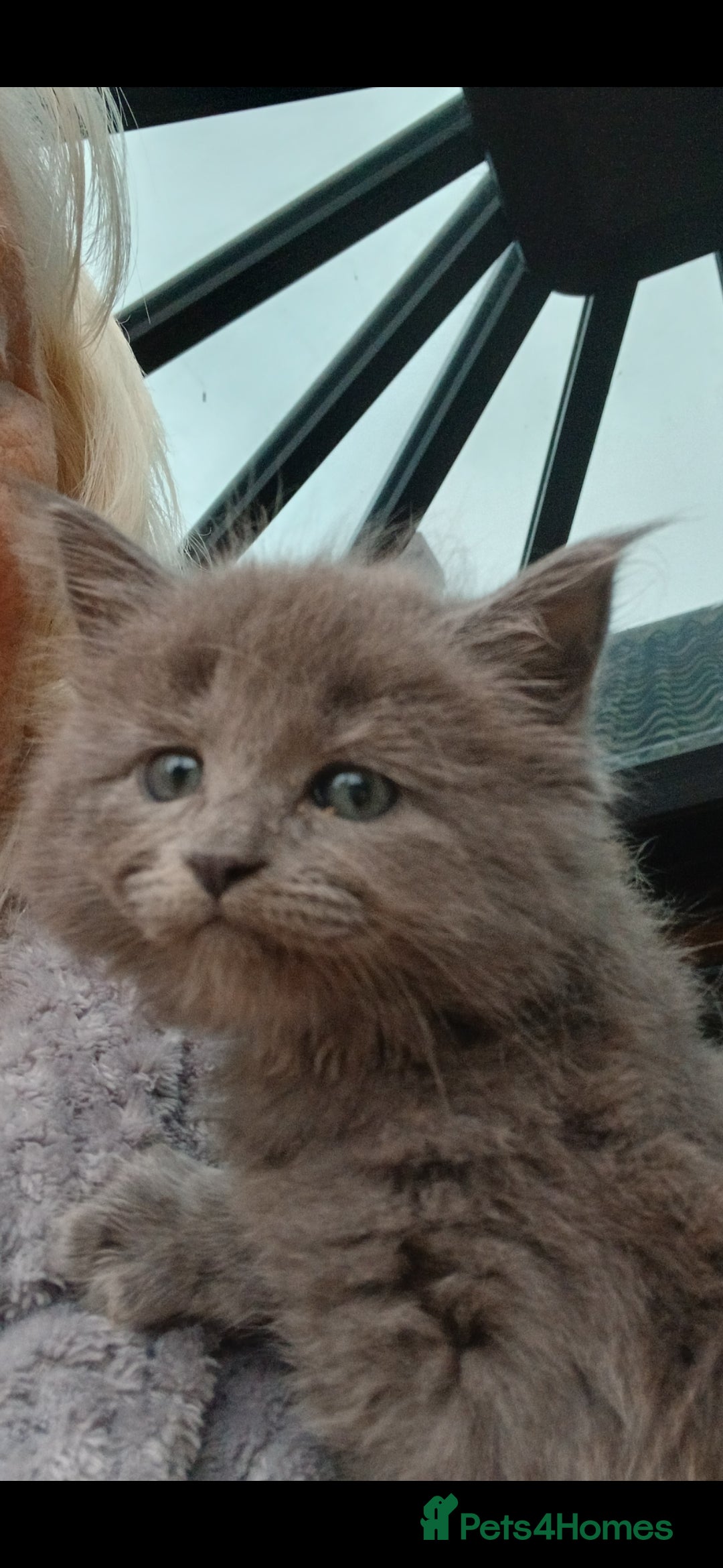 Mixed Breed cats for sale: Maine Coon crossed with Ragdoll ( Ragcoon )  - Image 9