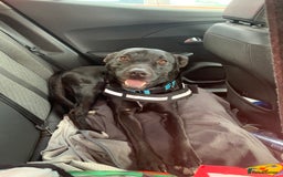 Mixed Breed dogs for sale: Loki dog  - Image 1