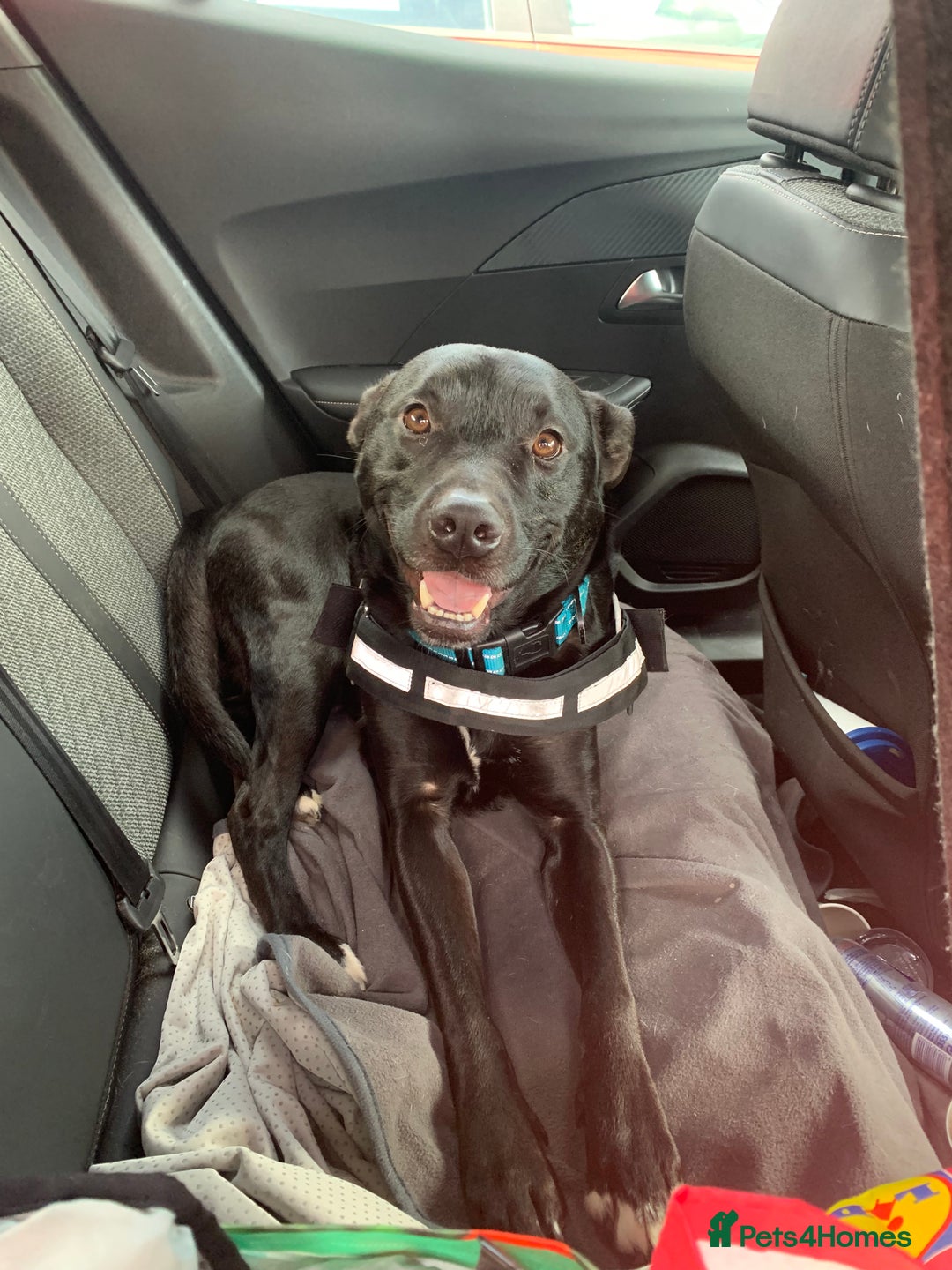 Mixed Breed dogs for sale: Loki dog  - Image 1