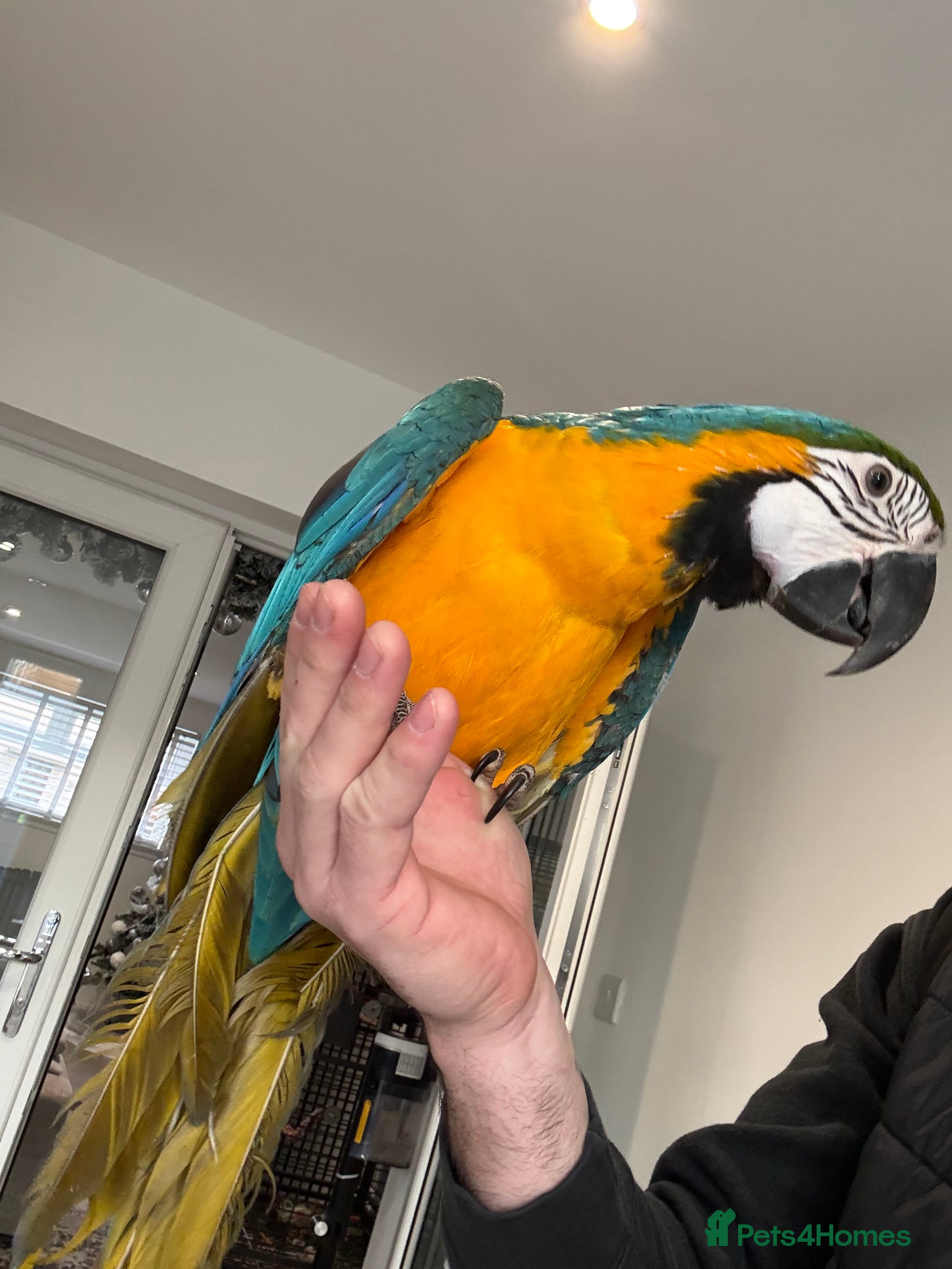 Macaws birds Blue gold macaw  - Advert 1