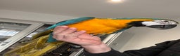 Macaws birds for sale: Blue gold macaw  - Advert 1