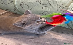 British Shorthair cats for sale: British Shorthair/Scottish Straight Blue Kittens  - Image 9