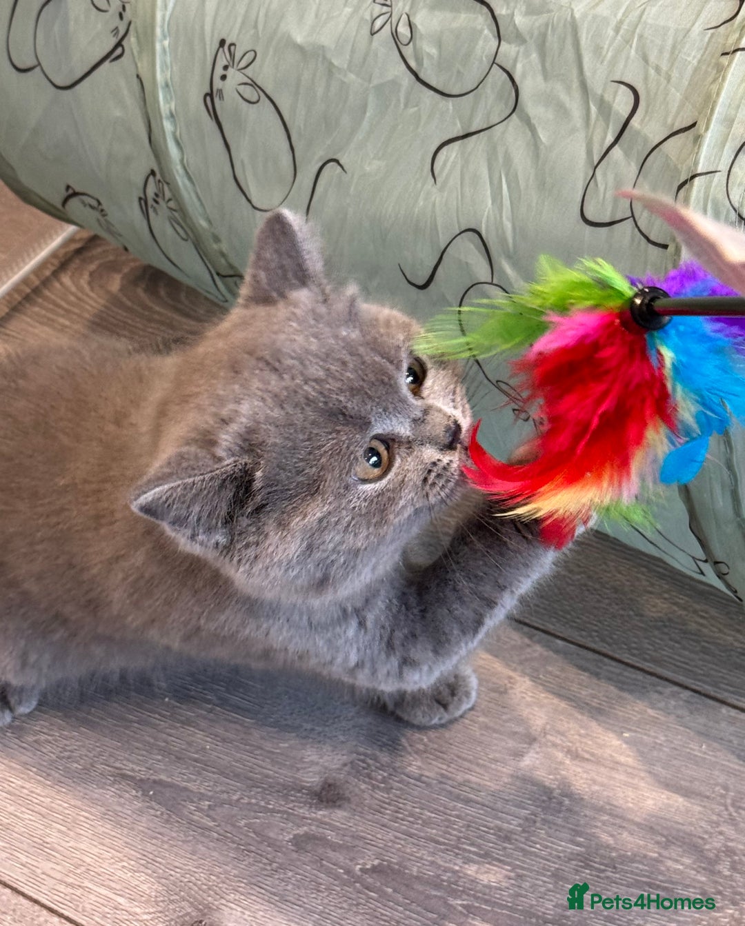 British Shorthair cats for sale: British Shorthair/Scottish Straight Blue Kittens  - Image 9