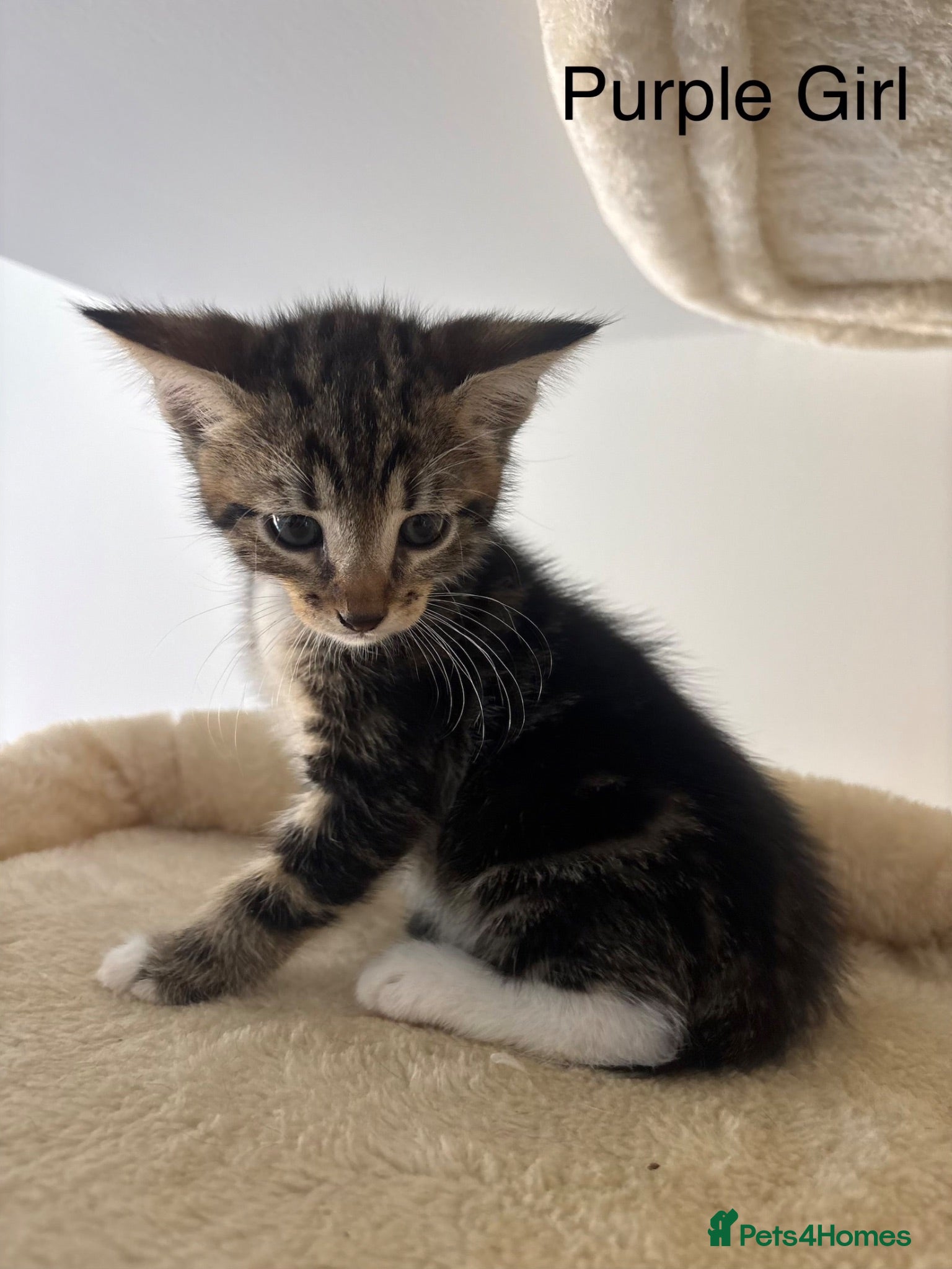 Savannah cats F4 Savannah x British Shorthair Kittens Available - Advert 3
