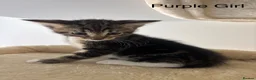 Savannah cats for sale: F4 Savannah x British Shorthair Kittens Available - Advert 1