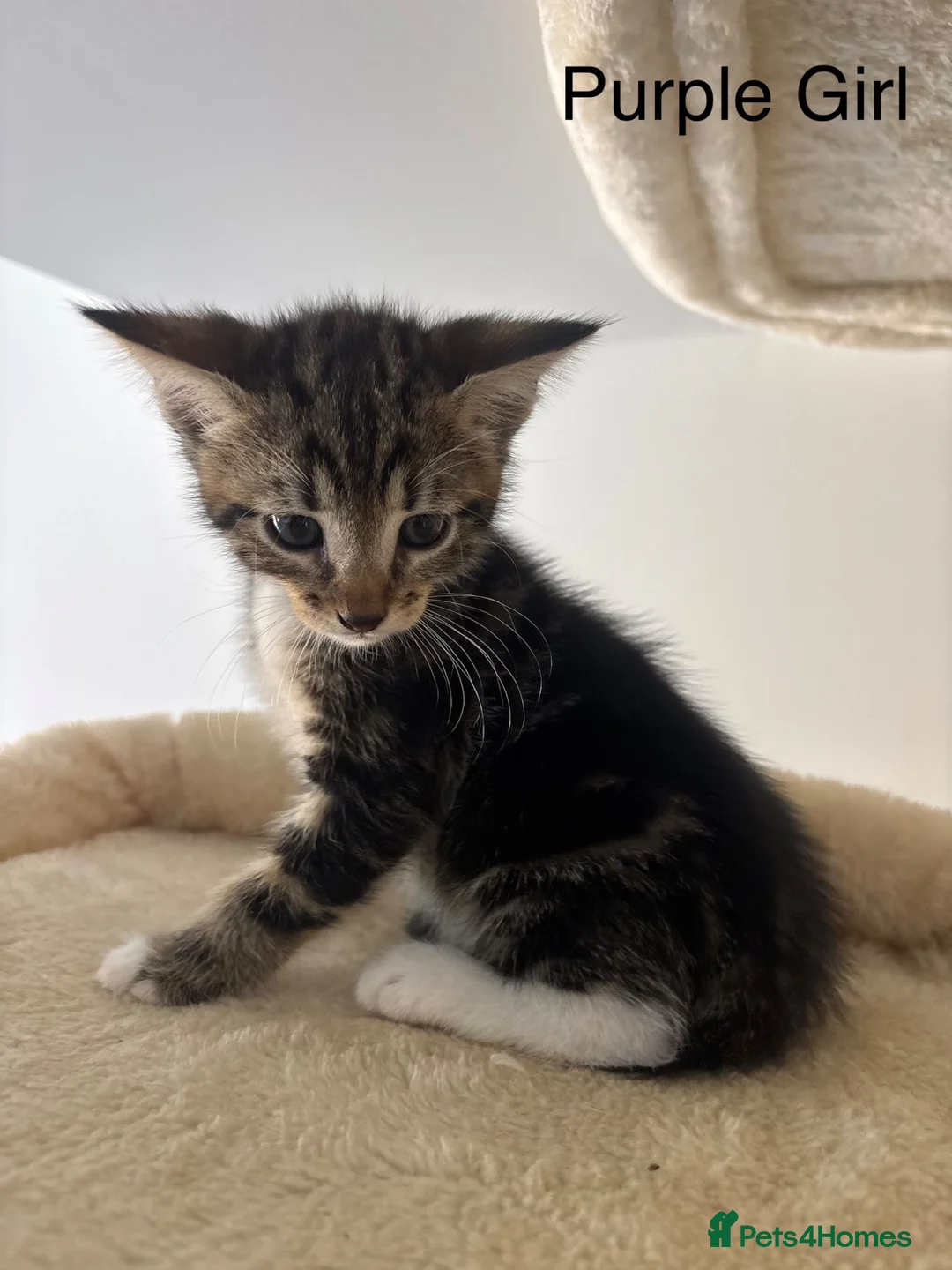 Savannah cats for sale: F4 Savannah x British Shorthair Kittens Available - Advert 1