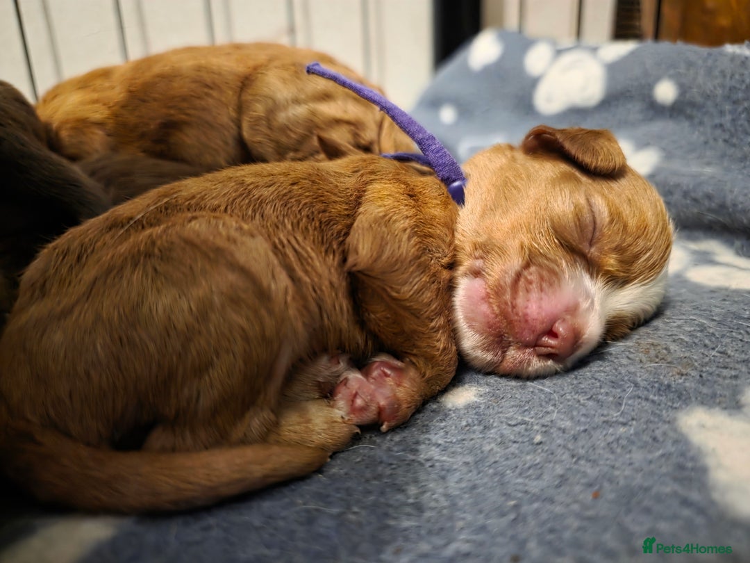 Cocker Spaniel dogs for sale: Beautiful Spaniel pups! - Advert 19