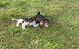 Jack Russell dogs for sale: Short legged smooth coated Jack Russell puppies  - Image 13