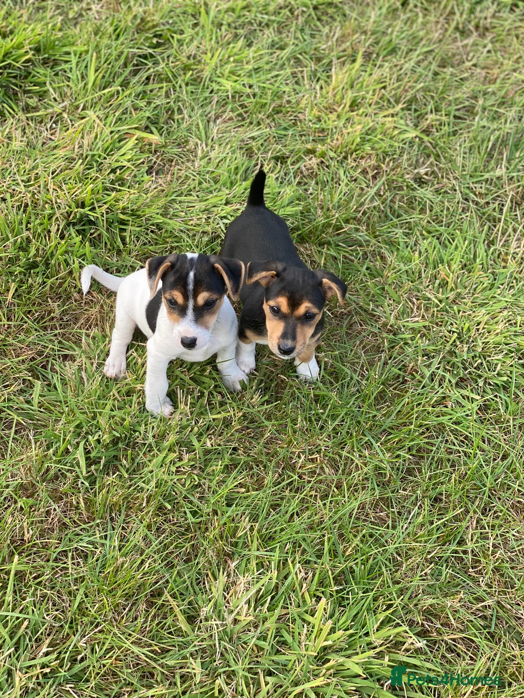 Jack Russell dogs for sale: Short legged smooth coated Jack Russell puppies  - Image 13