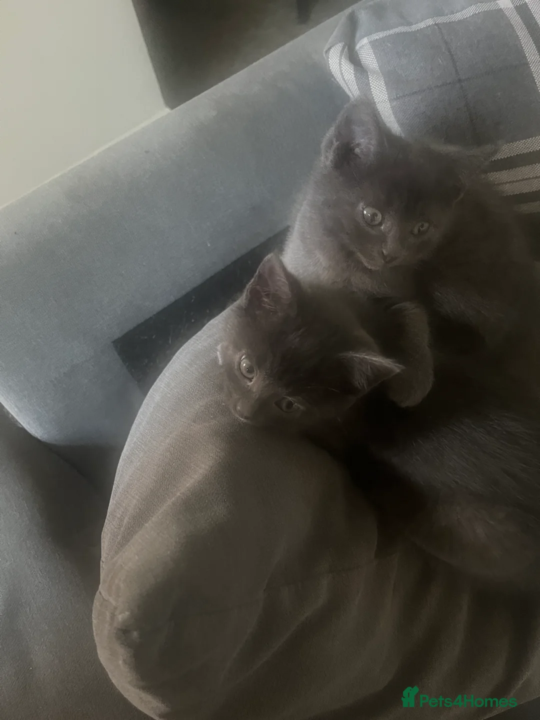 Mixed Breed cats for sale: 2 Grey kittens - Advert 10