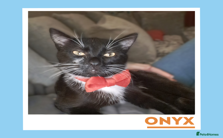 Mixed Breed cats Dapper Wee Onyx - Advert 3