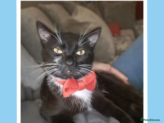 Mixed Breed cats Dapper Wee Onyx - Advert 1