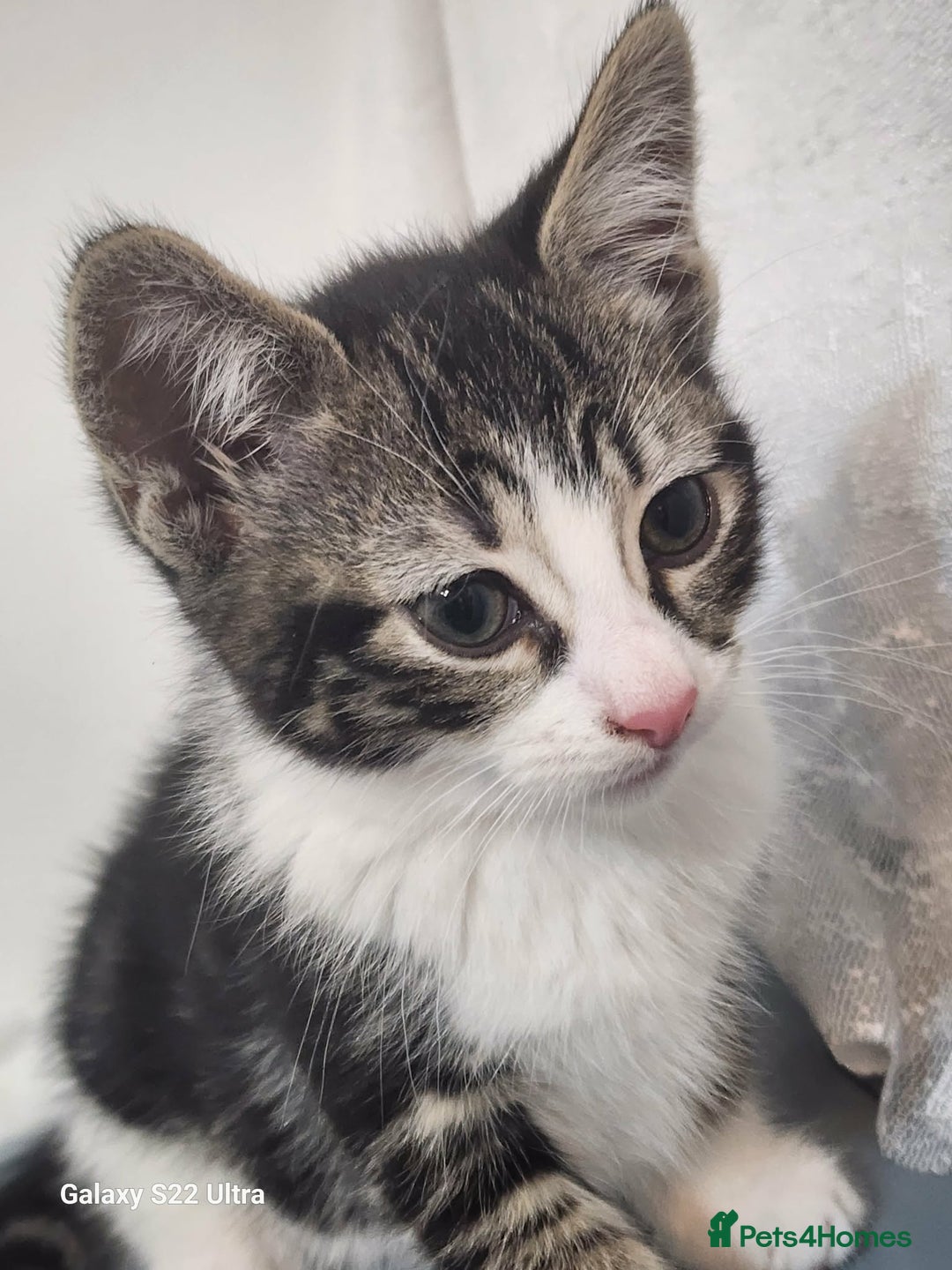 Mixed Breed cats for sale: Three playful mixed breed kittens for sale - Advert 5