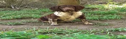 English Springer Spaniel dogs for sale: Kc springer spaniel Dog pup  - Advert 4