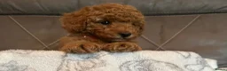Toy Poodle dogs for sale: Stunning Toy Poodle Boy – Fully Vaccinated - Advert 6