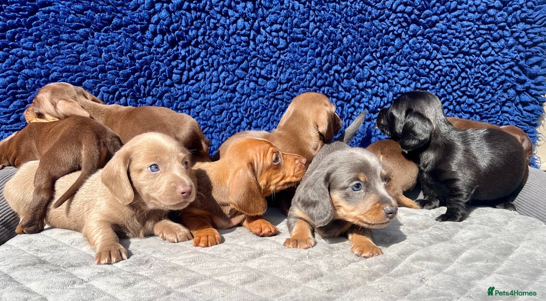 Miniature Dachshund dogs for sale: LH/SH MINI DAXIS RAINBOW COLOURS PRA KC REG - Image 3