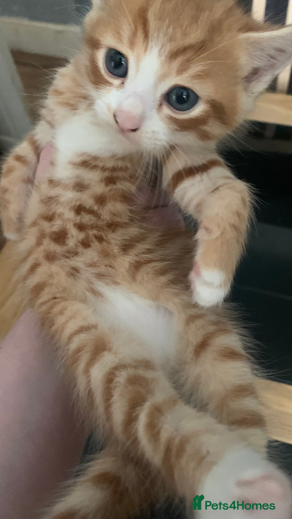 Mixed Breed cats Gorgeous litter of playful fluffy kittens  - Advert 1