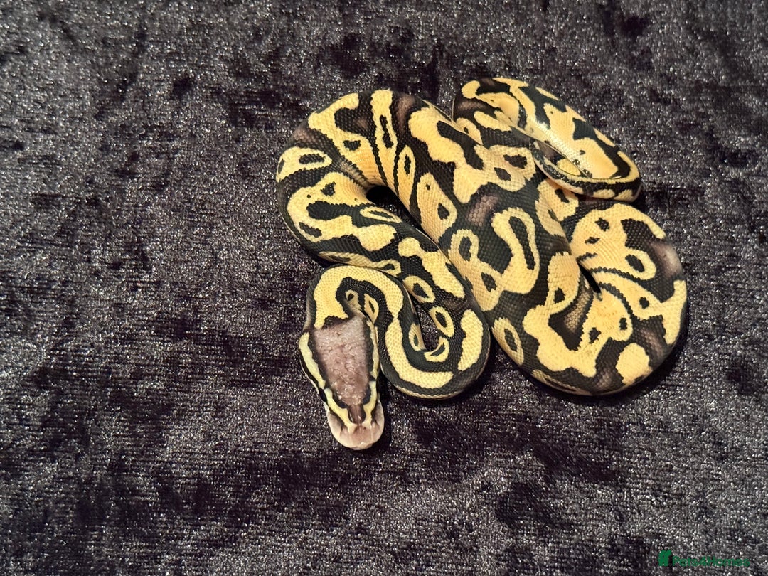 Python Snake reptiles for sale: Selection of royal pythons  - Advert 7