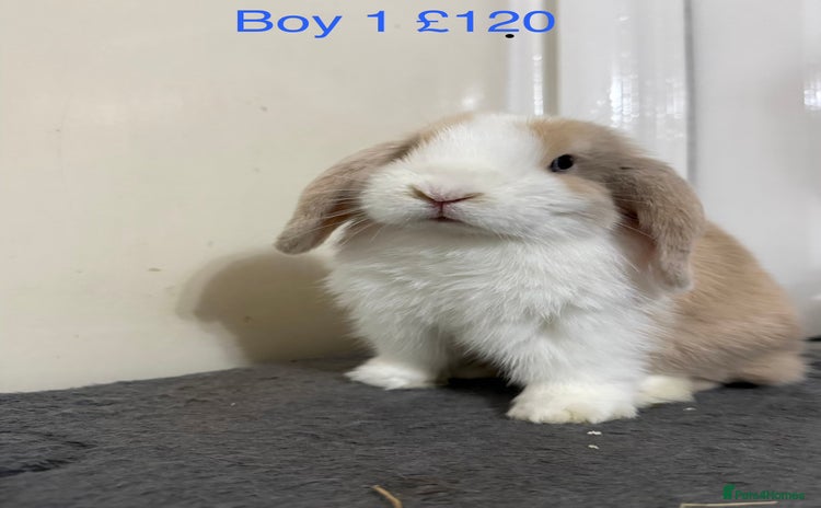 Mini Lop rabbits Beautiful mini lops  - Advert 19