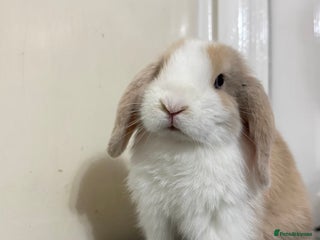 Mini Lop rabbits Beautiful mini lops - Advert 18