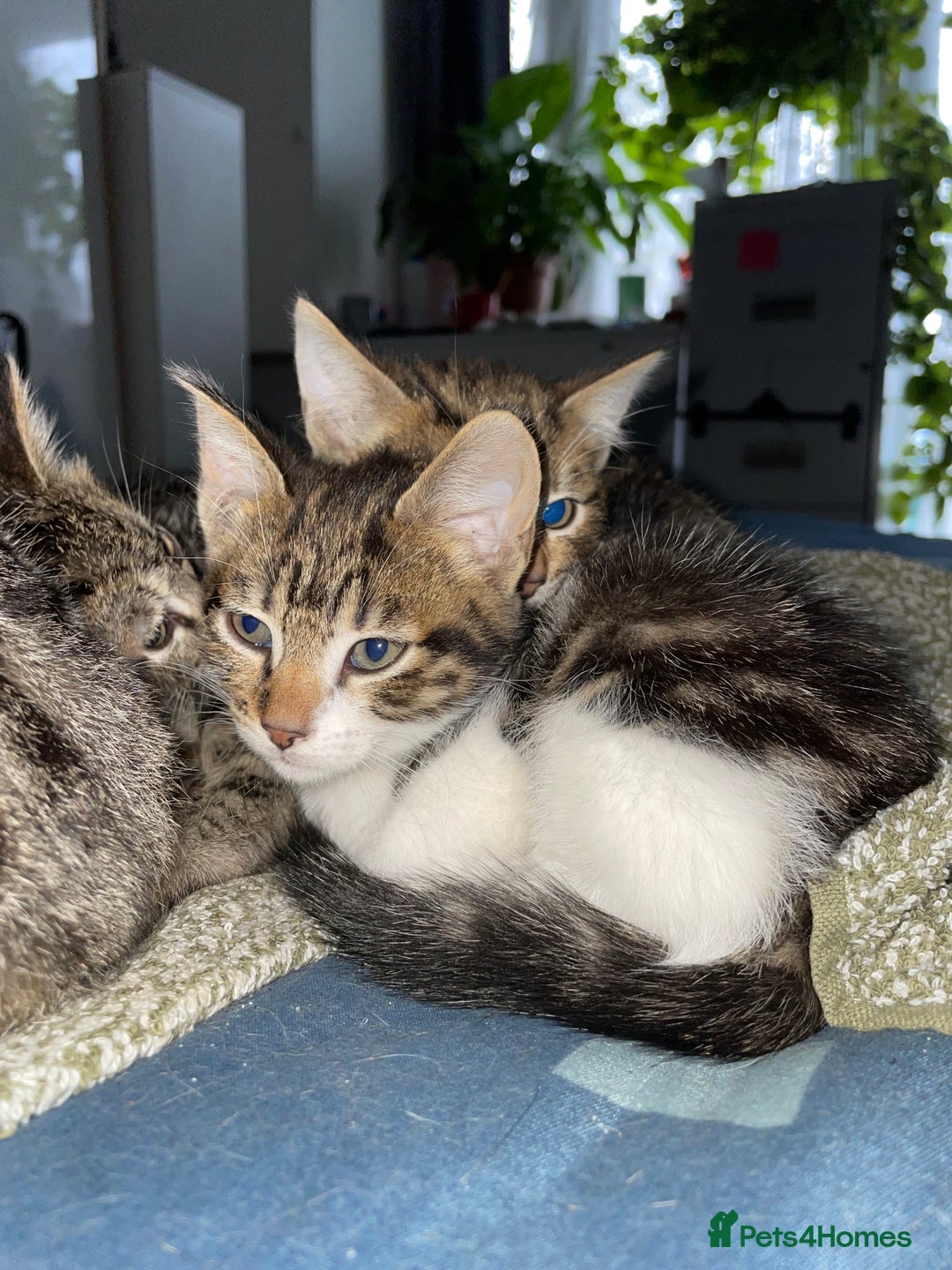 Domestic Shorthair cats for sale: 2 boys 1 female cats  - Advert 4