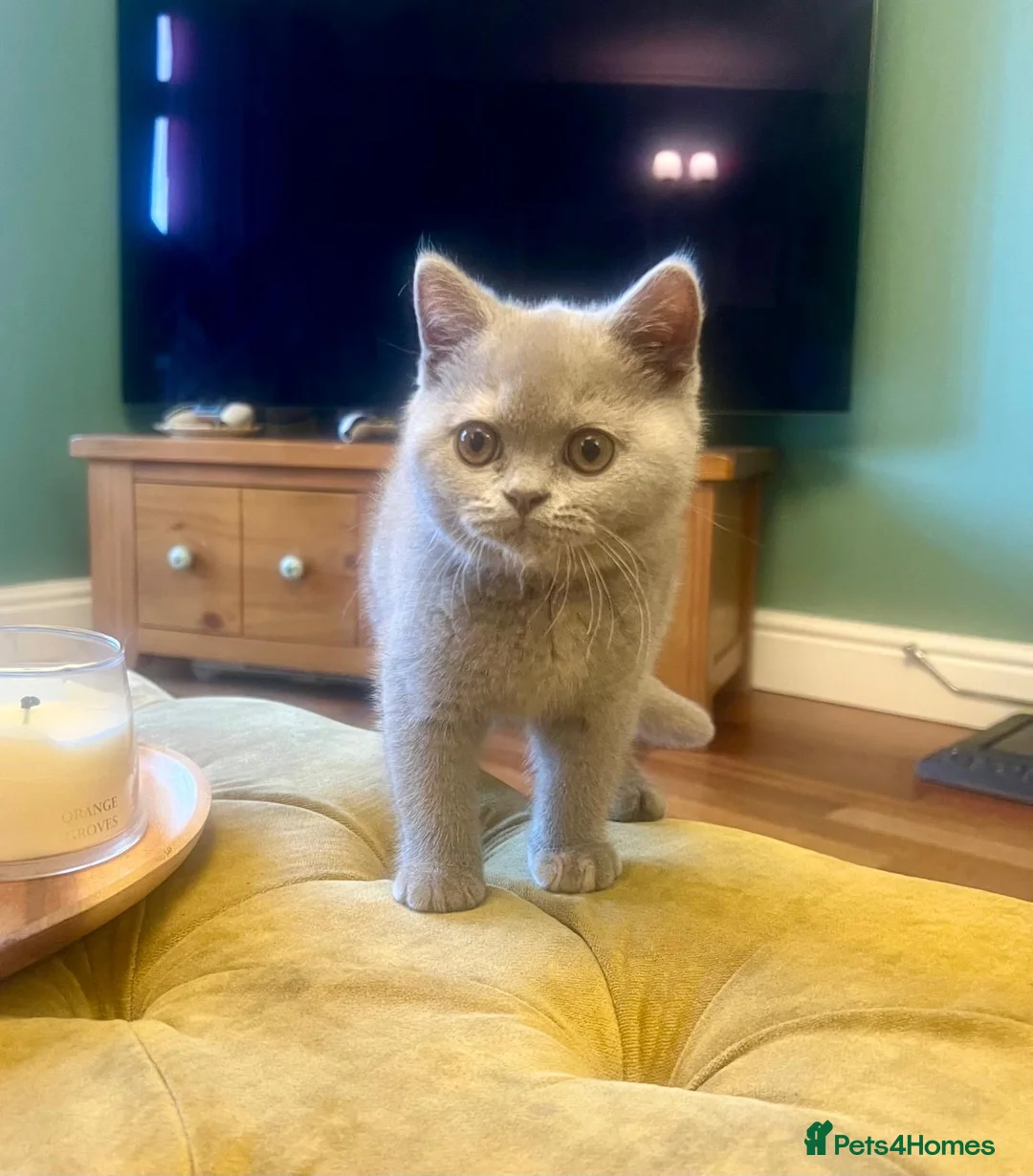 British Shorthair cats for sale: British shorthair females ready to leave soon GCCF - Advert 23