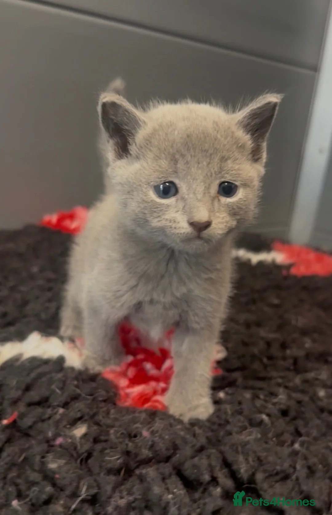 Russian Blue cats for sale: Pure Russian Blue kittens looking new home - Advert 1