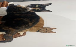 Mixed Breed cats for sale: Male and female neutered cat  - Image 10