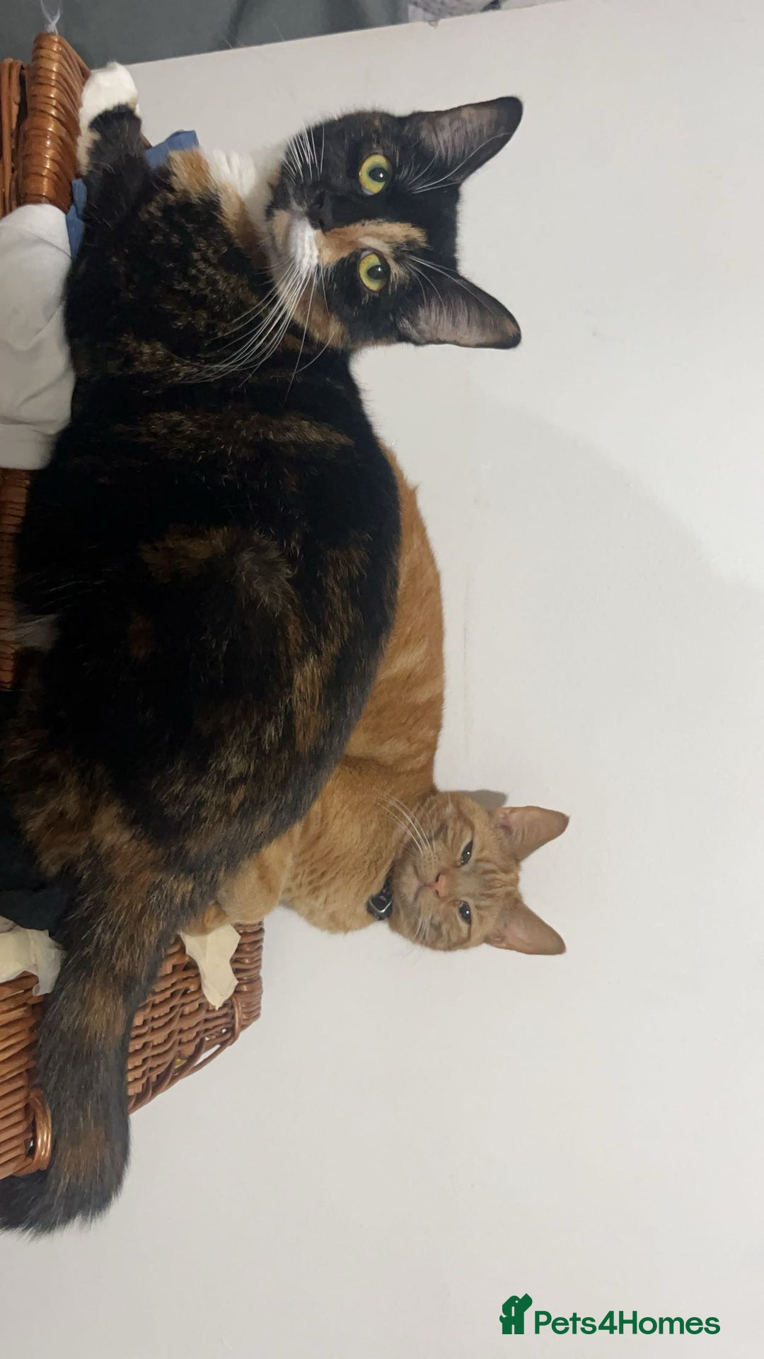 Mixed Breed cats for sale: Male and female neutered cat  - Image 10