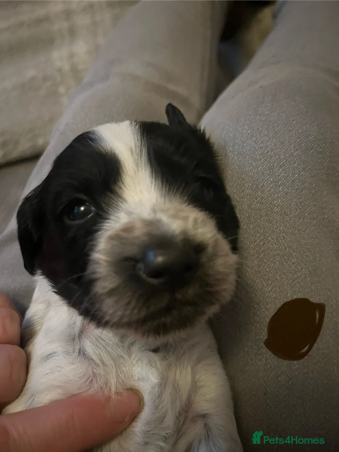 Sprocker dogs for sale: Sprocker spaniel puppies - Advert 12