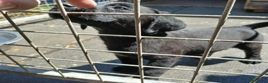 Labrador Retriever 6