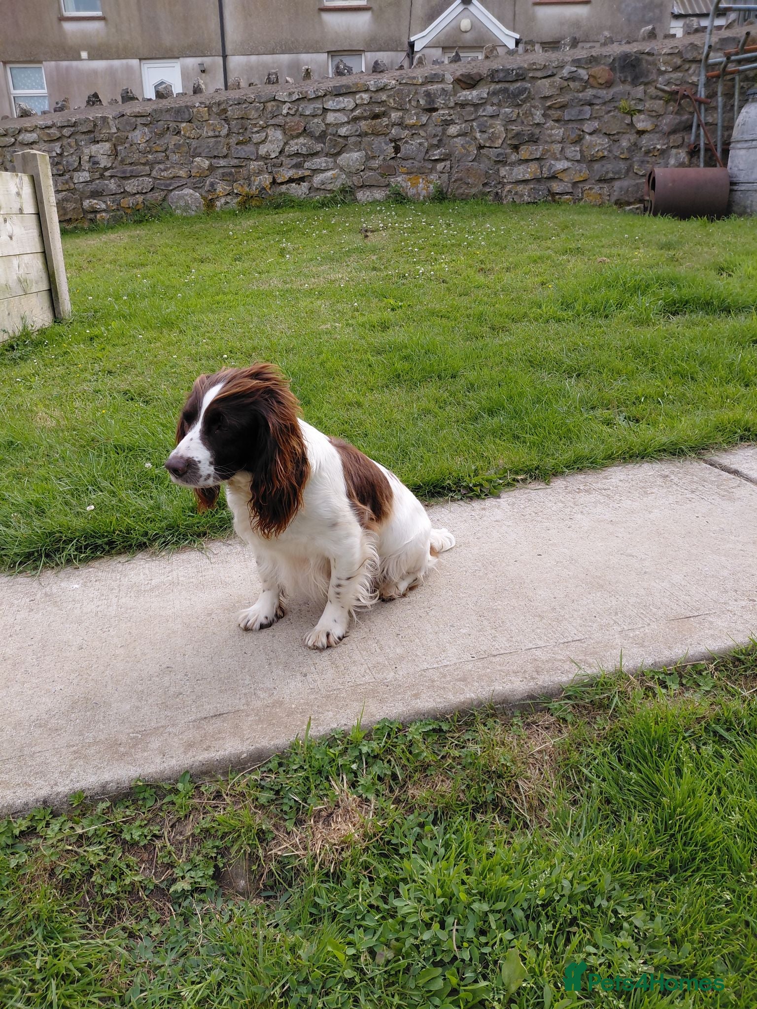 English Springer Spaniel dogs English Springer Spaniel pups - Advert 1