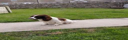 English Springer Spaniel dogs for sale: English Springer Spaniel pups in Swansea - Advert 1