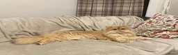 British Longhair cats for sale: GOLDEN BRITISH LONGHAIR  - Advert 3